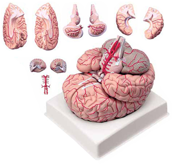 Brain with Arteries 9 Parts